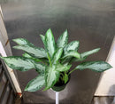 Aglaonema commutatum - 'Silver bay'