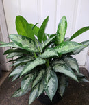 Aglaonema Jubilee