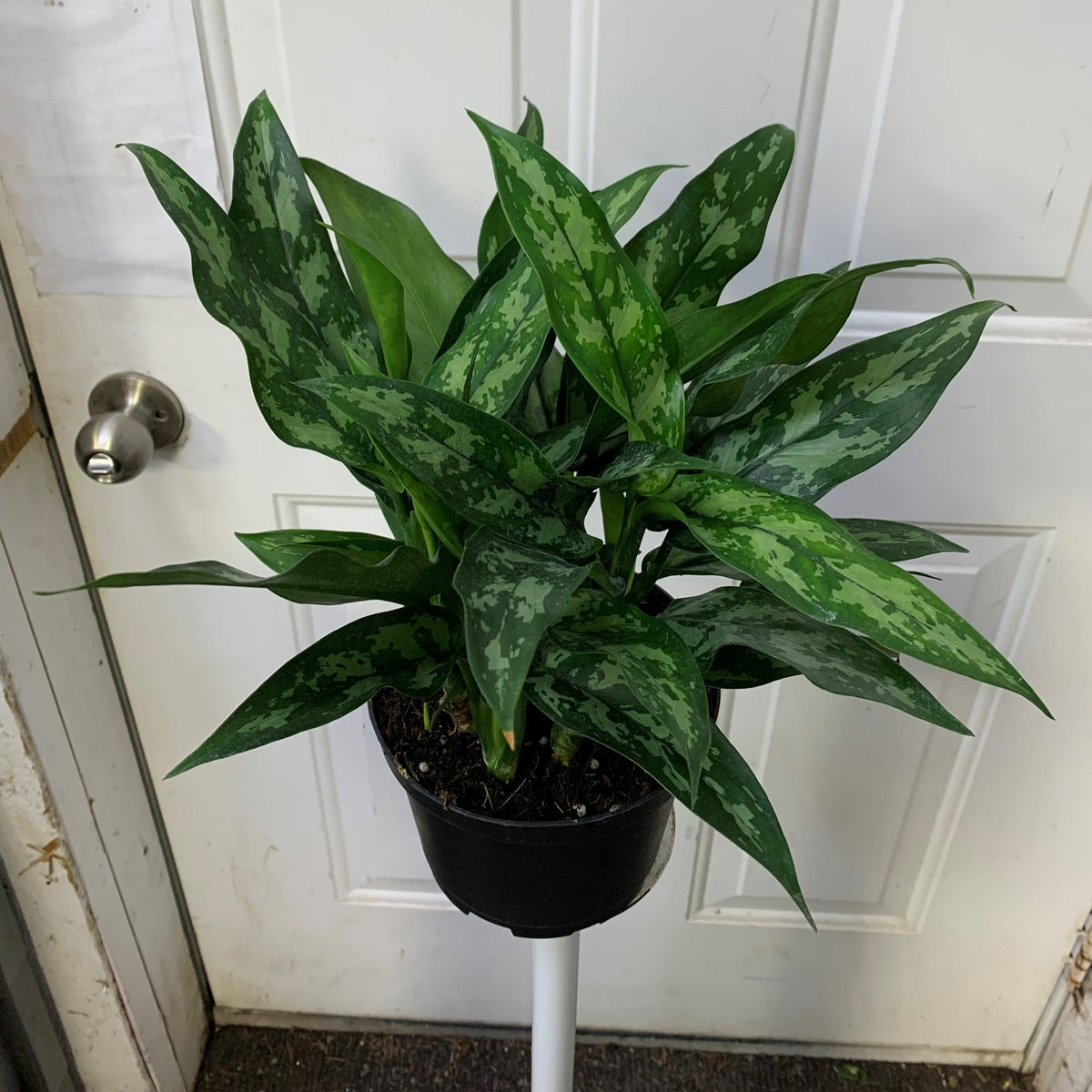 aglaonema emerald star Aglaonema commutatum - Emerald beauty/Maria