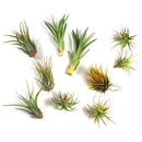 Plante d'air en paquets