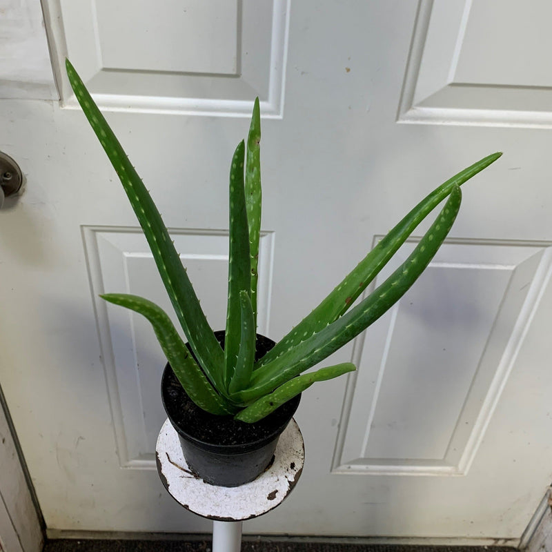 gray aloe vera plant Aloe Vera