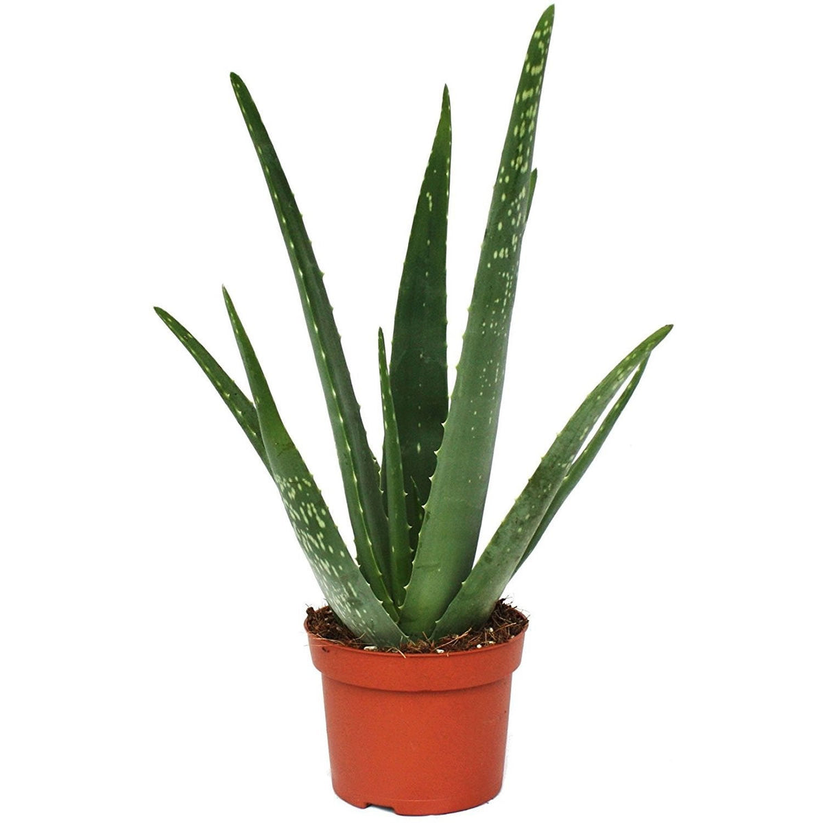 aloe vera abgefault Aloe Vera