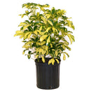 Schefflera arboricola