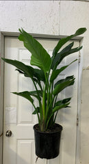 Strelitzia Nicolai - Bird of Paradise