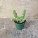 Mammillaria elongata 'Lemon' (citron)