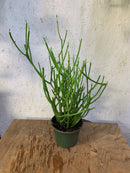 Euphorbia tirucalli - Pencil Cactus