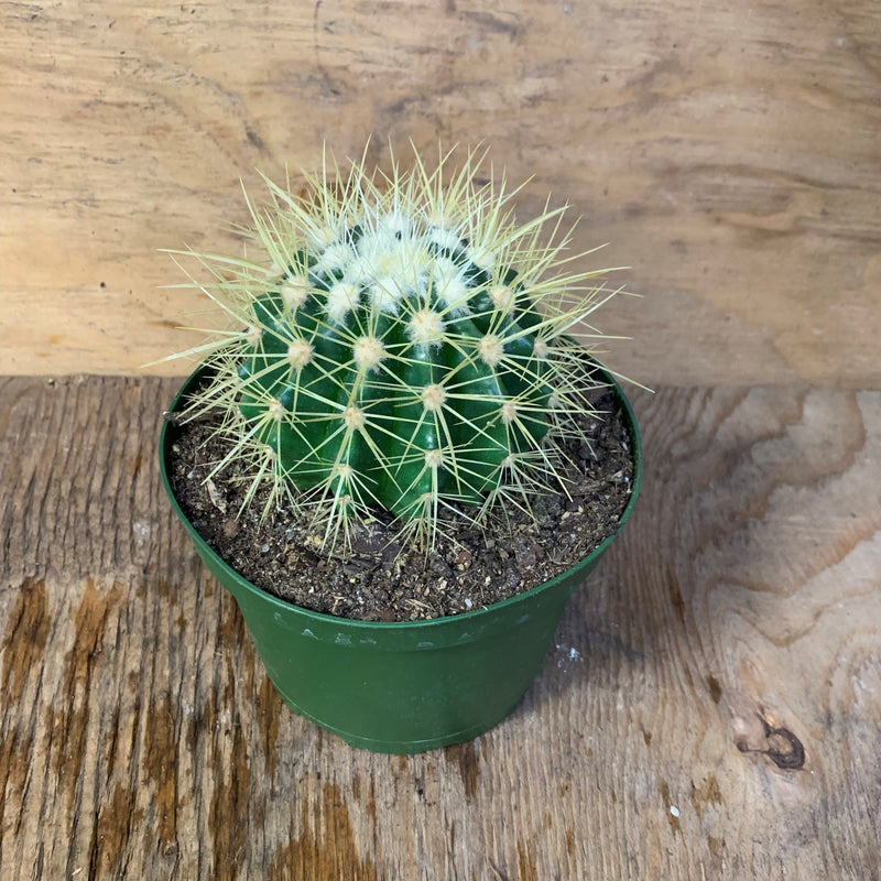 Echinocactus grusonii - Cactus baril doré
