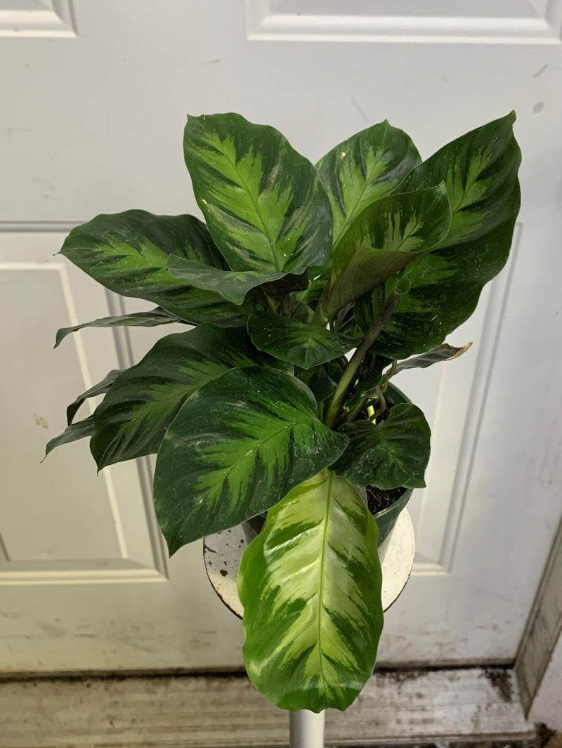 Calathea 'Misto'