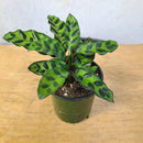 Calathea lancifolia - serpent à sonnettes