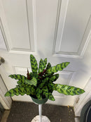 Calathea lancifolia - serpent à sonnettes