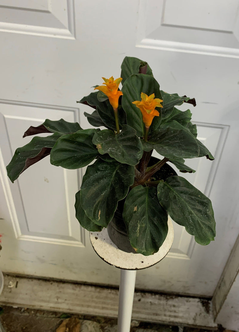 Calathea Crocata - Flamme éternelle
