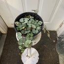 Ceropegia woodii - String of Hearts Silver glory