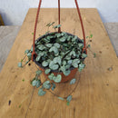 Ceropegia woodii - String of Hearts Silver glory