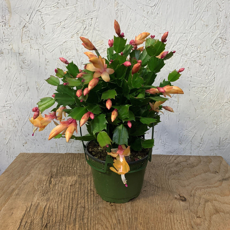 Schlumbergera truncata - Cactus de Noël