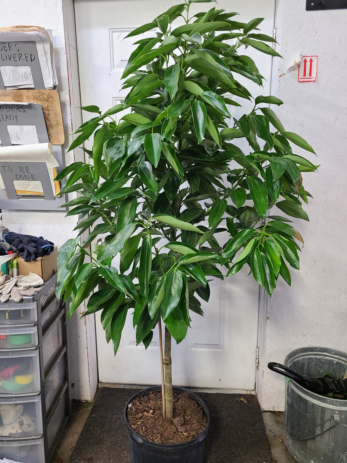 cinnamon tree plant for sale Cinnamon Tree