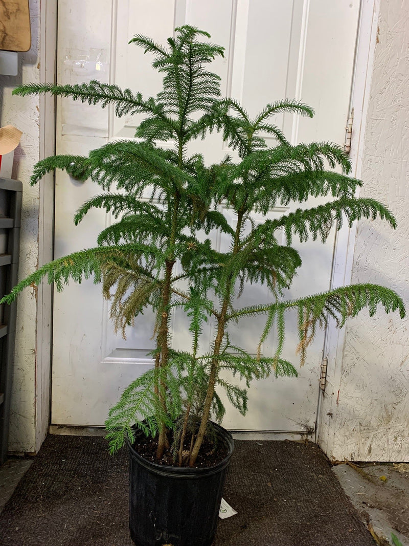 Liquidation - Araucaria heterophylla - Pin de Norfolk