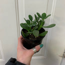 Crassula ovata - Jade