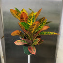 Codiaeum variegatum - 'Petra'