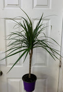 Dracaena Marginata