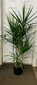 Dracaena Marginata