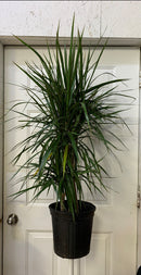 Dracaena Marginata