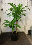 Dracaena Massangeana 'Mass Cane'