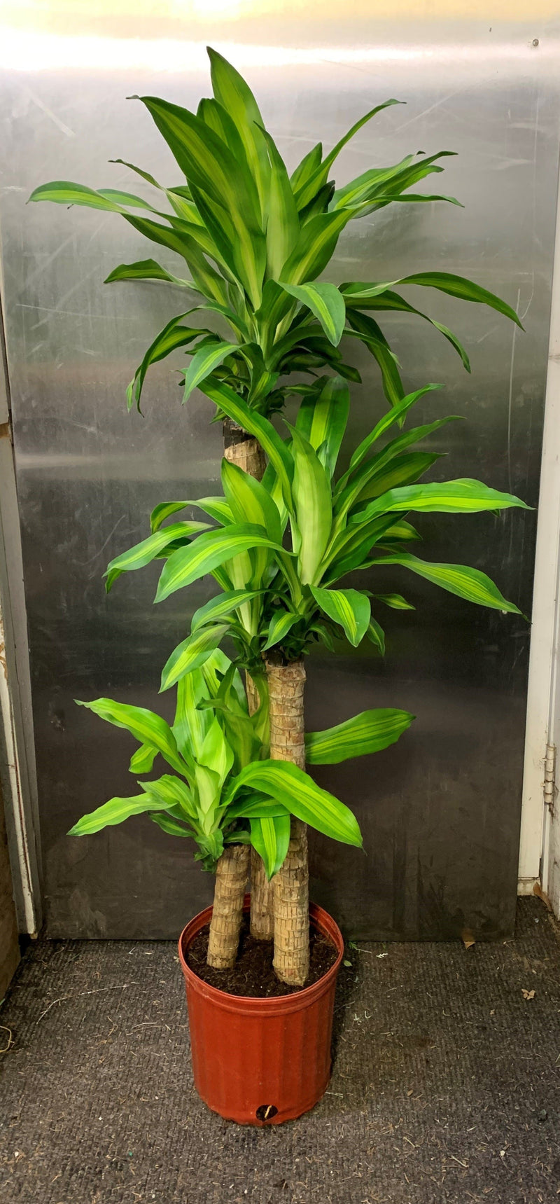 dracaena cane massangeana Dracaena Massangeana 'Mass Cane'