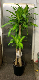 Dracaena Massangeana 'Mass Cane'