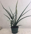 Sansevieria Fernwood