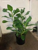 Ficus benghalensis - Ficus Audrey Bush