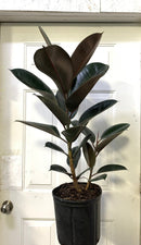 Ficus Elastica