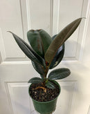 Ficus Elastica