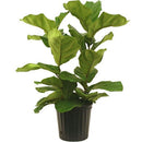 Ficus lyrata - Bush