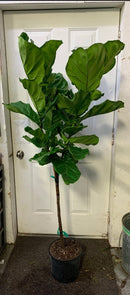 Ficus Lyrata Standard