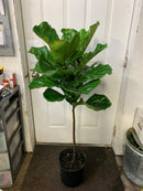 Ficus Lyrata Standard
