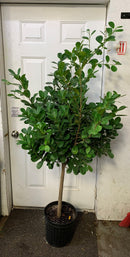 Ficus Moclame Standard