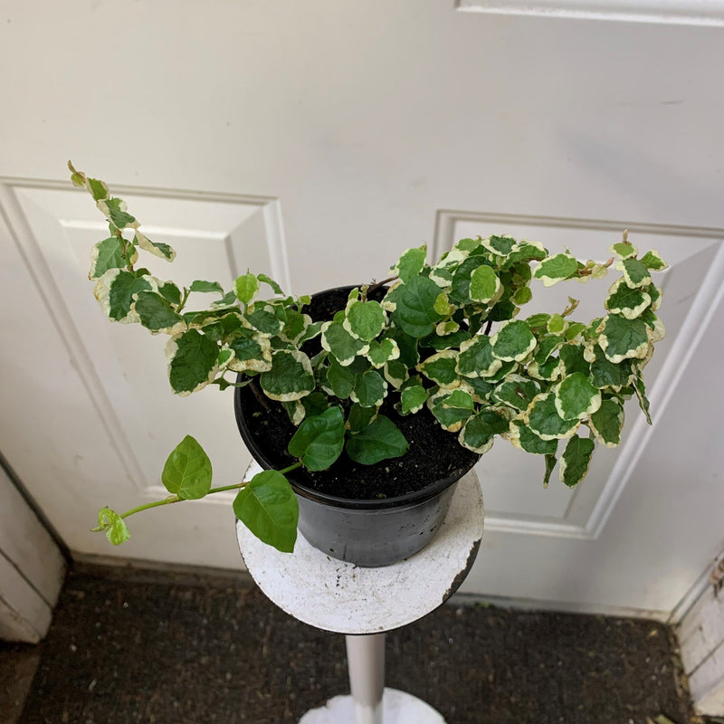Ficus Repens Variegated