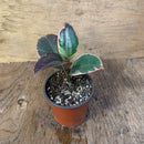 Ficus Elastica - Rubra