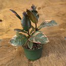 Ficus Elastica - Rubra