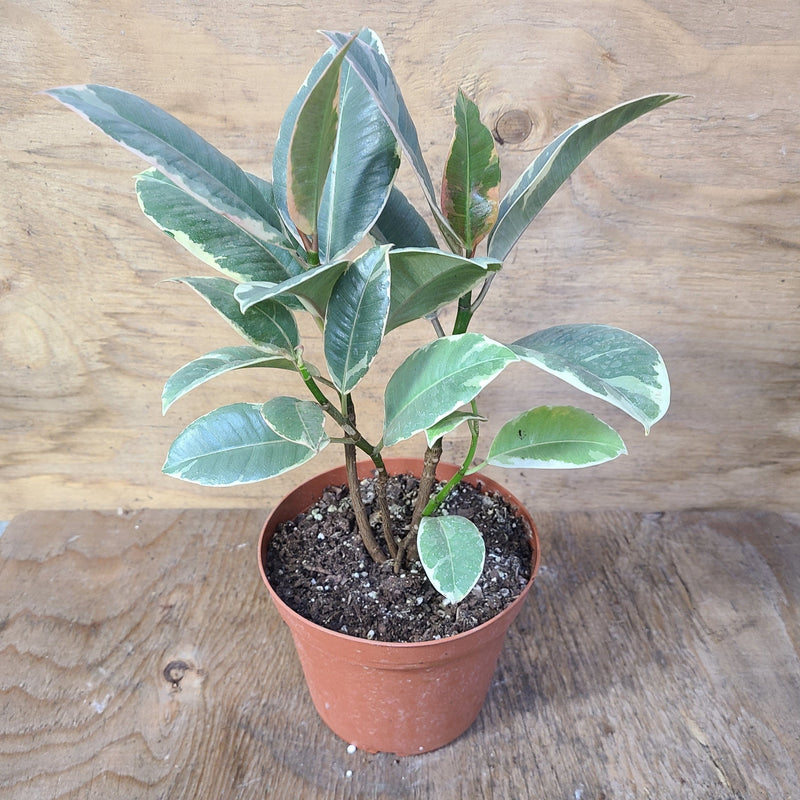Ficus Elastica - Buisson de Tineke