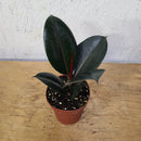 Ficus Elastica