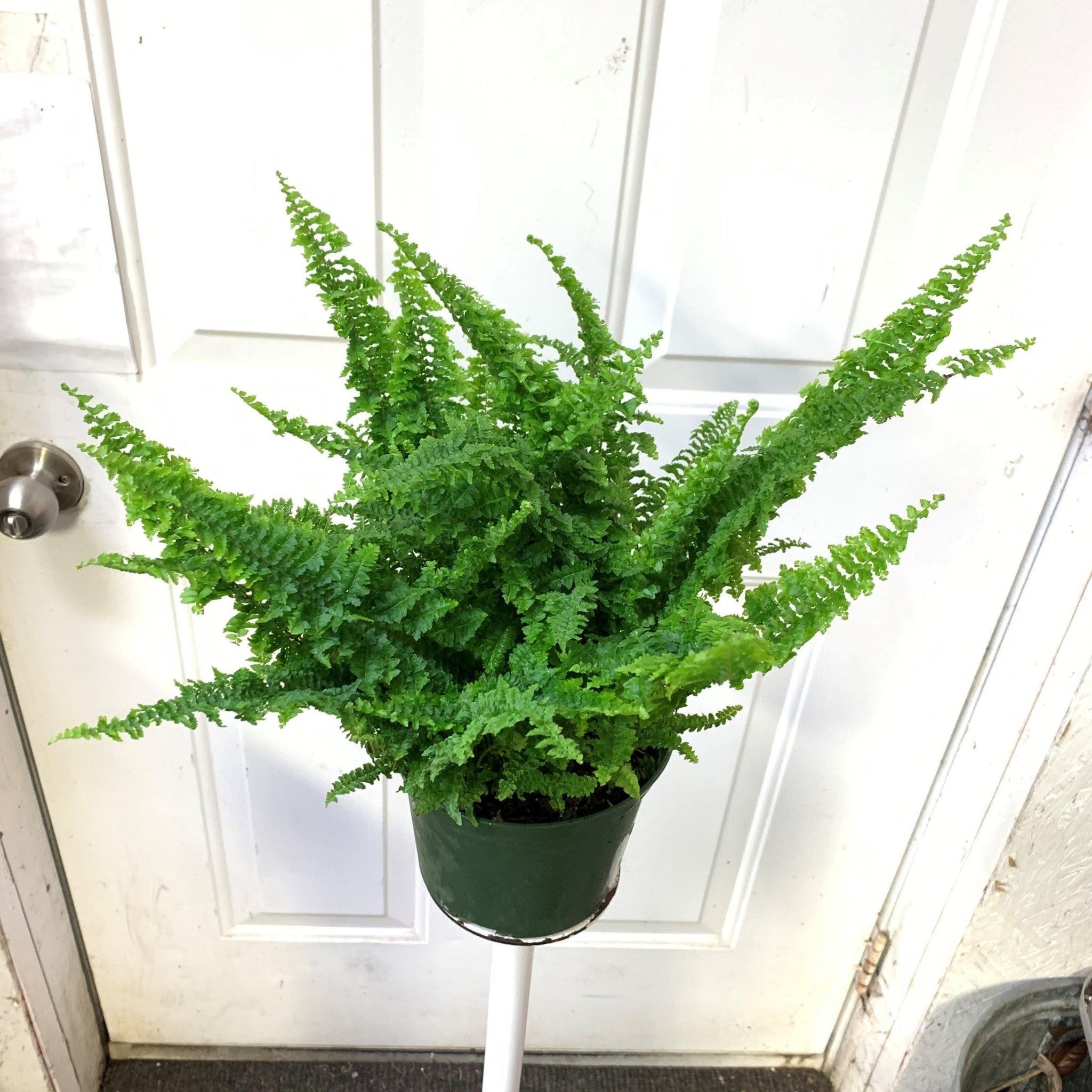 Nephrolepis Exaltata - Fluffy Ruffle Fern – Ottawa Plants