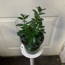 Columnea Nematanthus - Goldfish Black & Gold