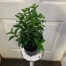 Columnea nematanthus - Goldfish Mini Green