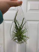 Vase suspendu en forme de larme pour Tillandsias