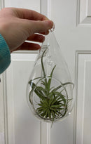 Vase suspendu en forme de larme pour Tillandsias