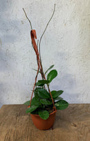 Hoya Australis