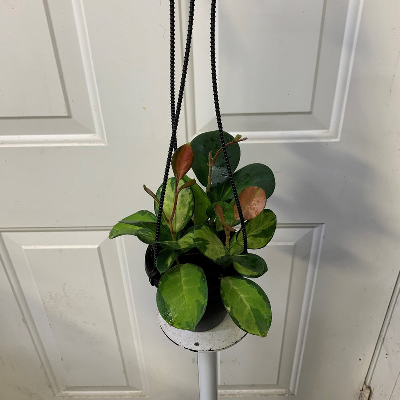 Hoya Australis Lisa - Varié