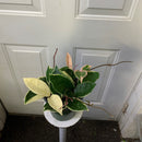 Hoya - Krimson Queen