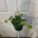 Hoya - Krimson Queen